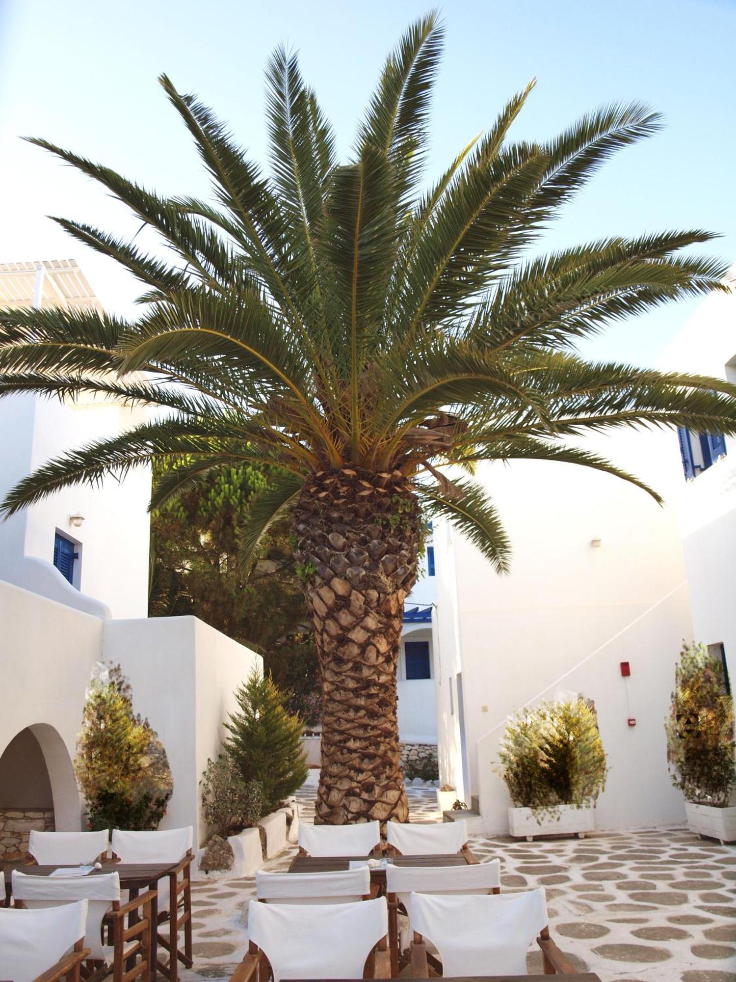 Nicos Studios & Apartments لوغاراس المظهر الخارجي الصورة