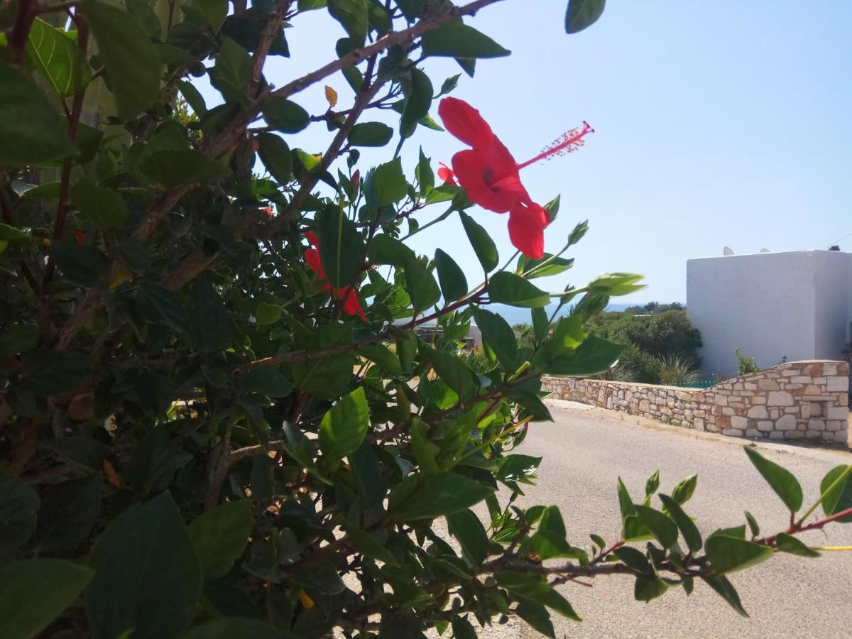 Nicos Studios & Apartments لوغاراس المظهر الخارجي الصورة
